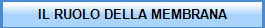 IL RUOLO DELLA MEMBRANA