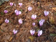 SAM_5201 (-1x-1, -1 bytes)