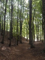 SAM_5203 (-1x-1, -1 bytes)